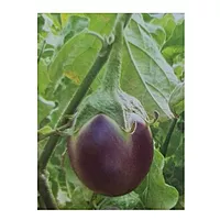 MEDIUM BHAVANI BRINJAL | நடுத்தர பவானி  கத்தரி
