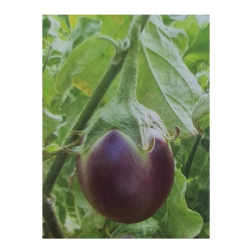 MEDIUM BHAVANI BRINJAL | நடுத்தர பவானி  கத்தரி