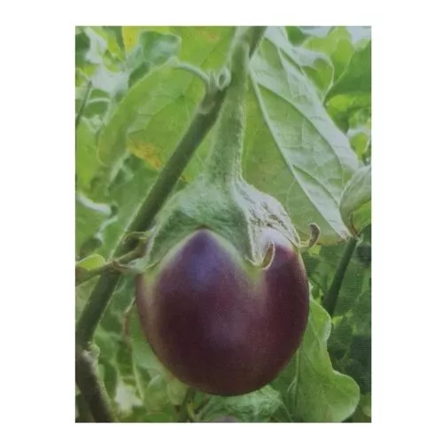 MEDIUM BHAVANI BRINJAL | நடுத்தர பவானி  கத்தரி
