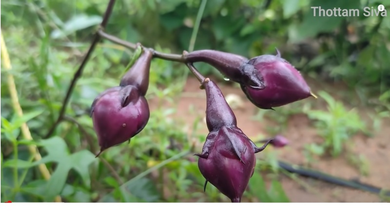 Purple Mookuththi AVARAI