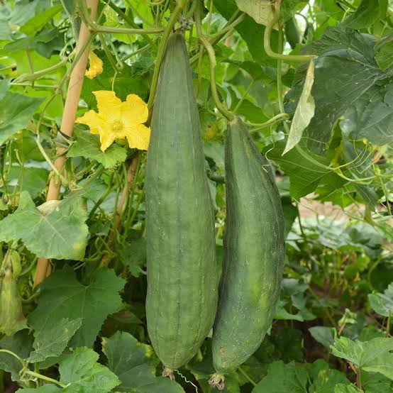 Sponge Gourd | உருண்டை பீர்க்கன்