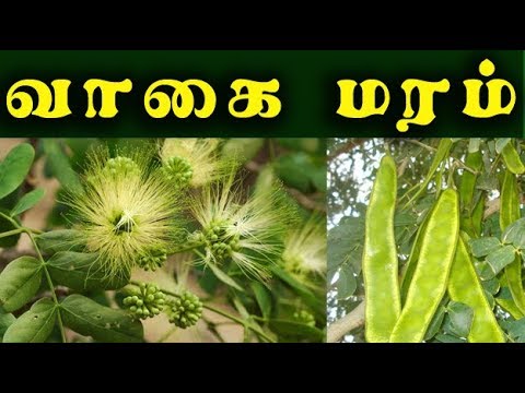 Albizia lebbeck (வாகை மரம் )