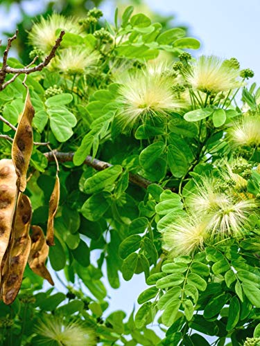 Albizia lebbeck (வாகை மரம் )