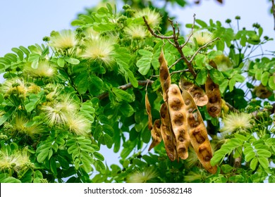 Albizia lebbeck (வாகை மரம் )