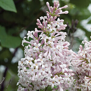 VILLOSA LILAC (SYRINGA VILLOSA)