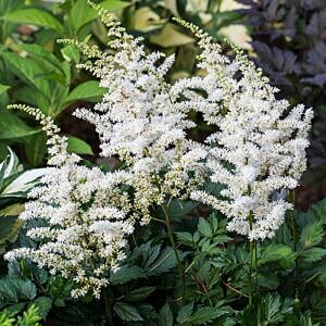 VISIONS WHITE ASTILBE (ASTILBE CHINENSIS VISION IN WHITE) VISIONS WHITE ASTILBE (ASTILBE CHINENSIS VISION IN WHITE)