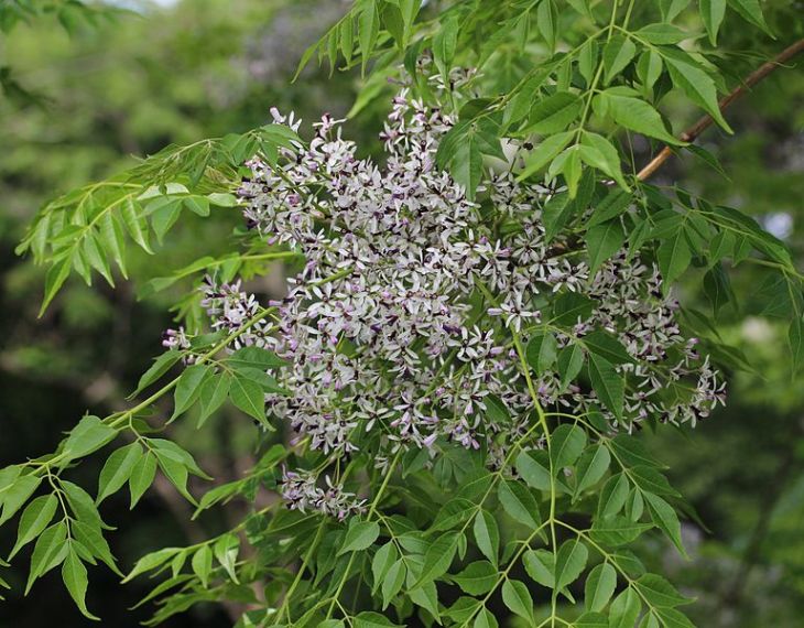 Bead Tree (மலைவேம்பு )