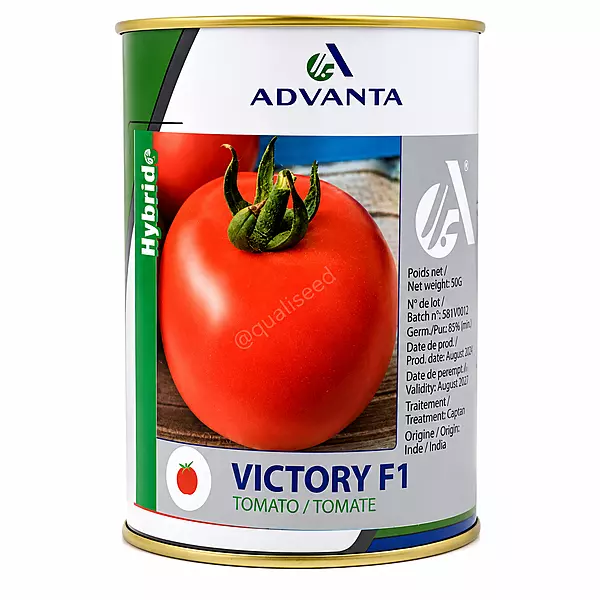 TOMATO VICTORY F1