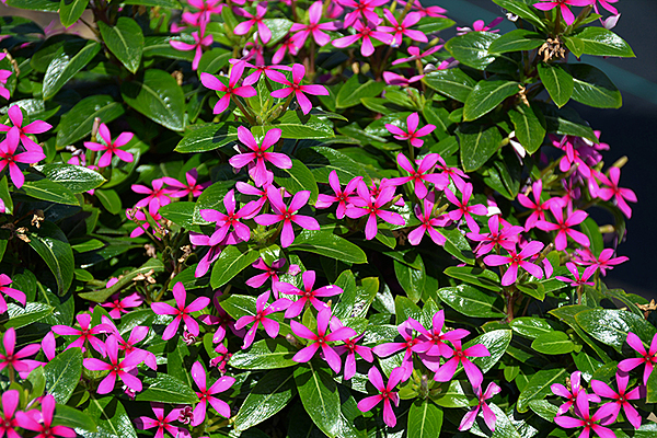Vinca Soiree Lavender