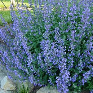 WALKERS LOW CATMINT (NEPETA FAASSENII 'WALKERS LOW')