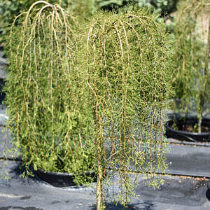 WALKER WEEPING CARAGANA TOP GRAFTED (CARAGANA ARBORESCENS 'WALKER')