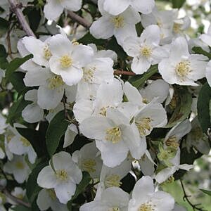 WATERTON MOCKORANGE (PHILADELPHUS LEWISII 'WATERTON')