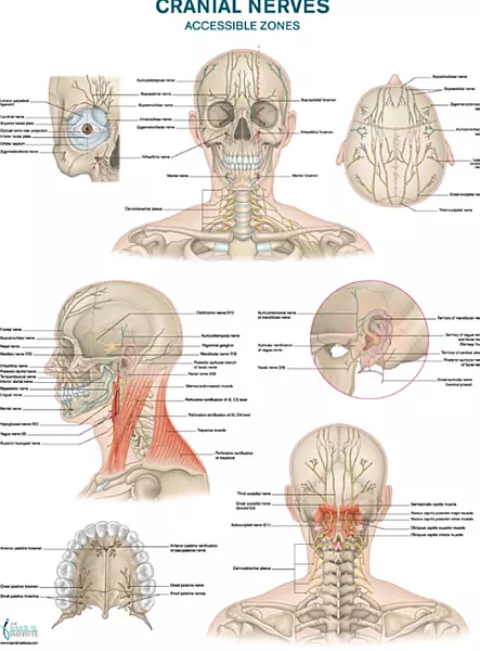 Cranial Nerves Wall Chart