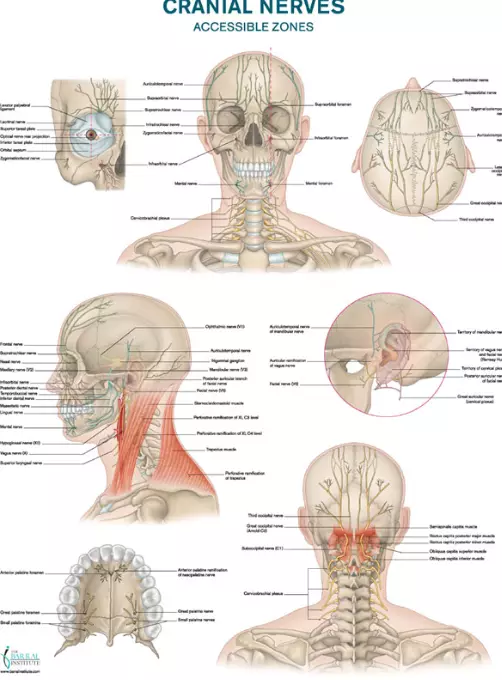Cranial Nerves Wall Chart