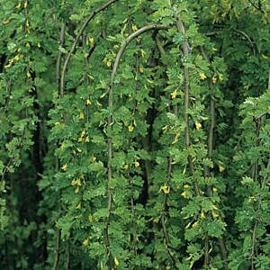 COMMON WEEPING CARAGANA T/G (CARAGANA ARBORESCENS ‘PENDULA’)