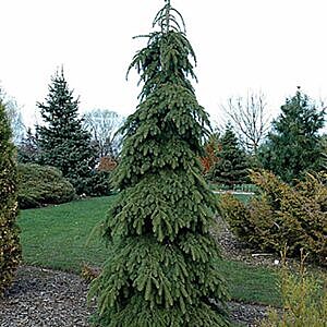 WEEPING WHITE SPRUCE (PICEA GLAUCA 'PENDULA')