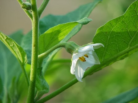 WHITE BRINJAL