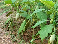 WHITE BRINJAL