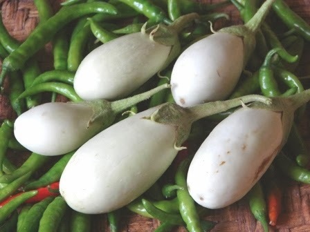 WHITE BRINJAL