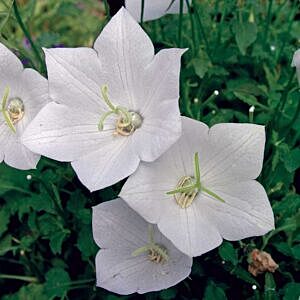 WHITE CLIPS BELLFLOWER (CAMPANULA CARPATICA 'WHITE CLIPS') WHITE CLIPS BELLFLOWER (CAMPANULA CARPATICA 'WHITE CLIPS')