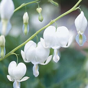 WHITE BLEEDING HEART (DICENTRA SPECTABILIS 'ALBA')