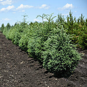 WHITE SPRUCE (PICEA GLAUCA)