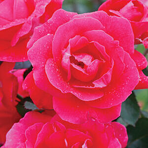 WINNIPEG PARKS ROSE (ROSA 'WINNIPEG PARKS')