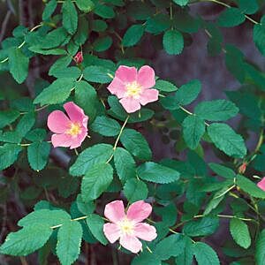 WOODS ROSE (ROSA WOODSII)