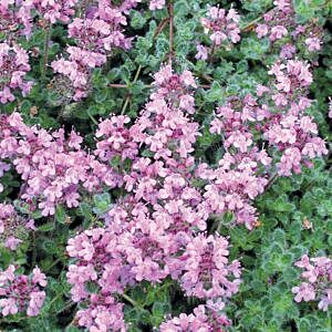 WOOLLY THYME (THYMUS PSEUDOLANUGINOSUS) WOOLLY THYME (THYMUS PSEUDOLANUGINOSUS)