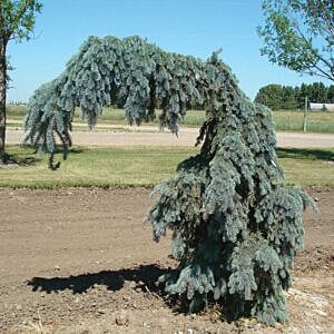 WEEPING COLORADO SPRUCE (PICEA PUNGENS 'PENDULA')