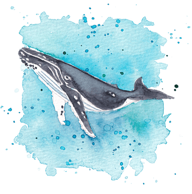 Humpback Whale