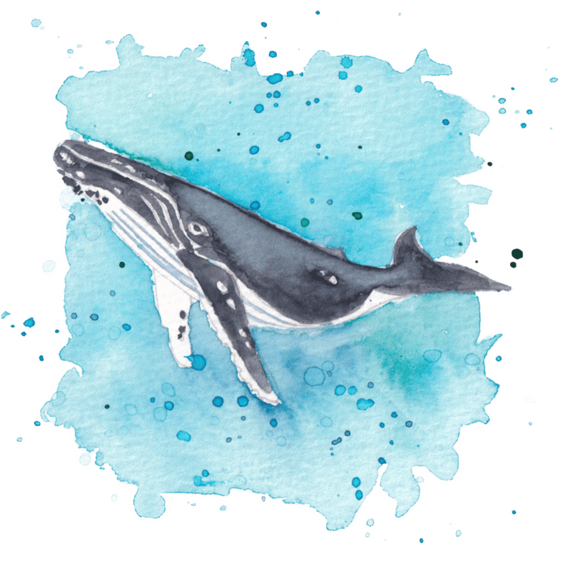 Humpback Whale