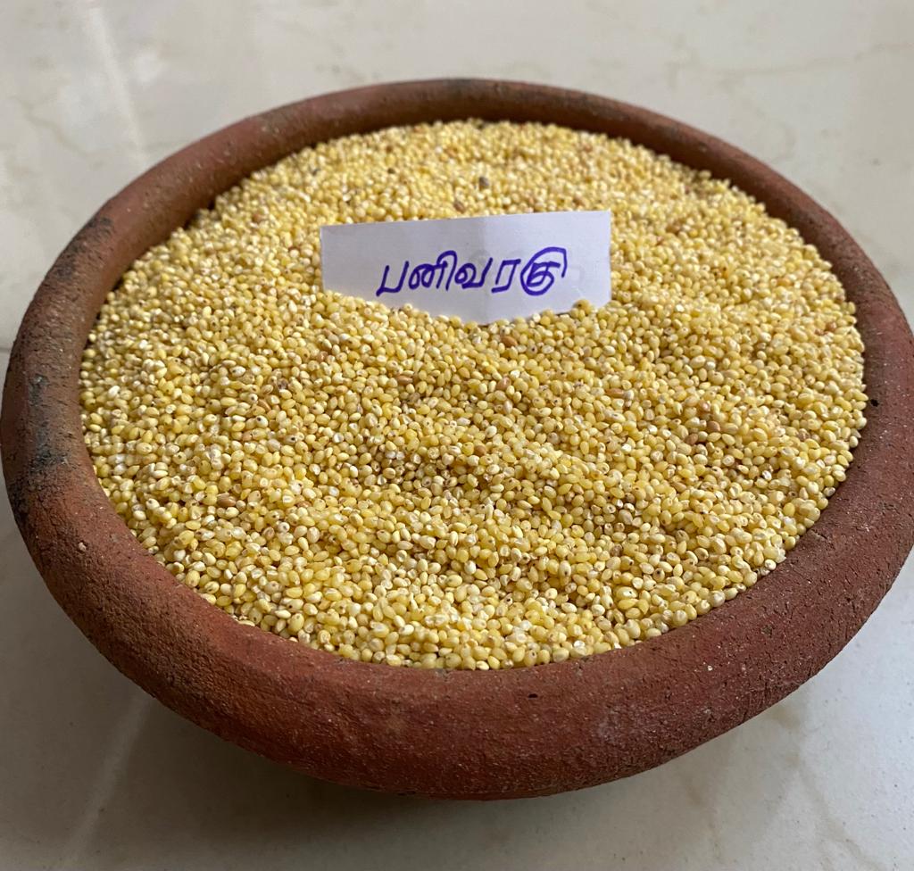 PANI VARAGU PROSO 1KG (பனிவரகு | 1Kg)