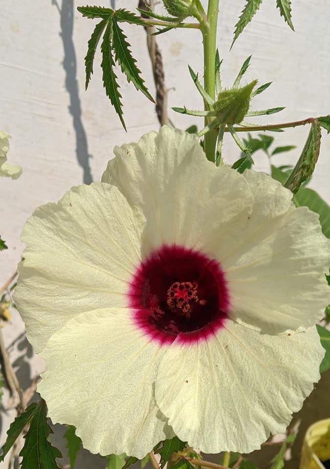 PULICHA KEERAI GREEN ( KENAF LEAVES ) (பச்சை புளிச்சக்கீரை)