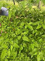 வானம் பார்த்த மிளகாய் | Sky Facing Chilly