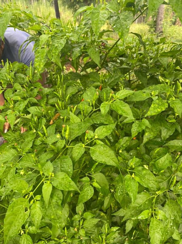 வானம் பார்த்த மிளகாய் | Sky Facing Chilly