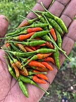 வானம் பார்த்த மிளகாய் | Sky Facing Chilly