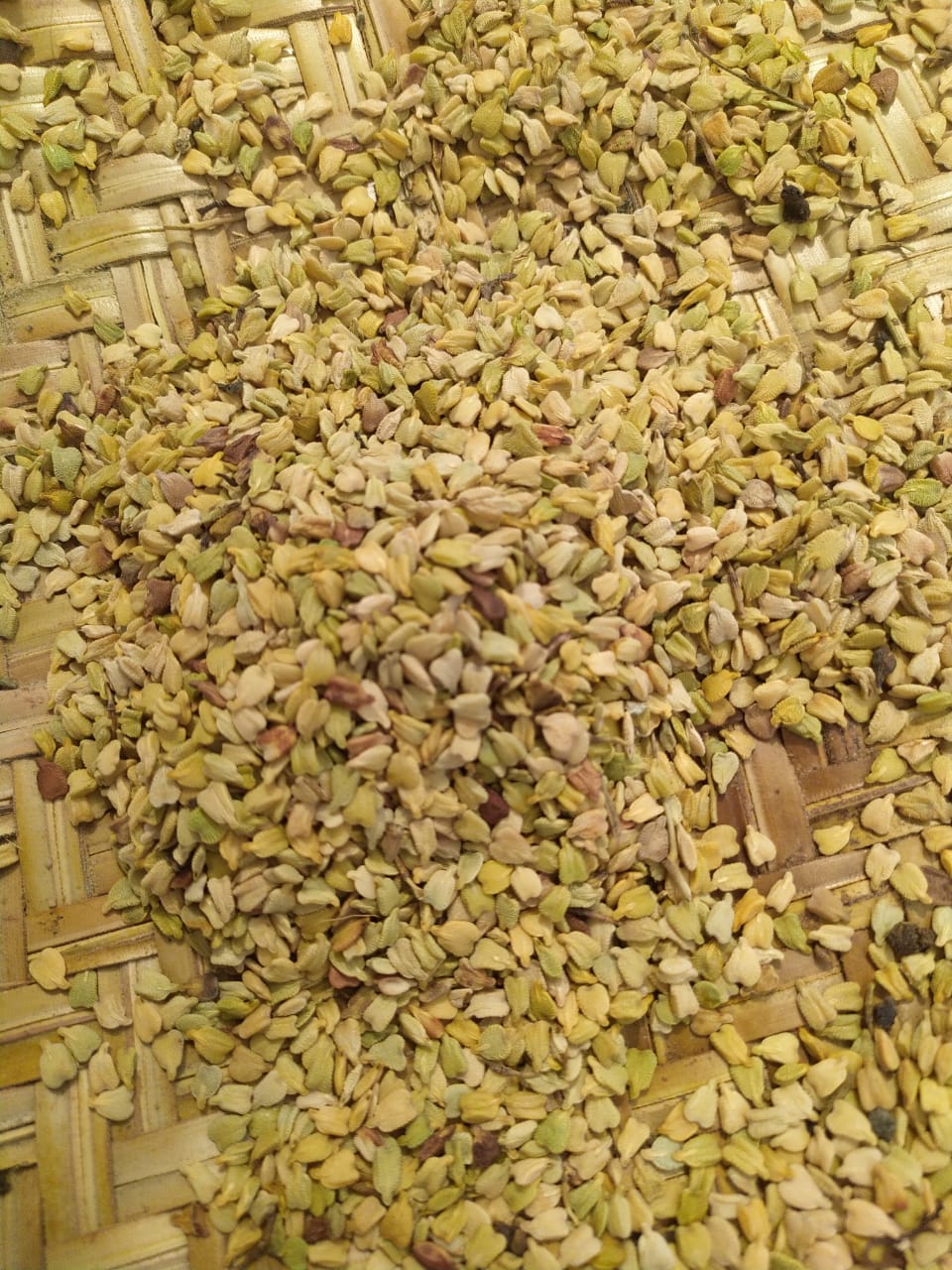 அவுரி மர விதை | Avuri Tree Seed