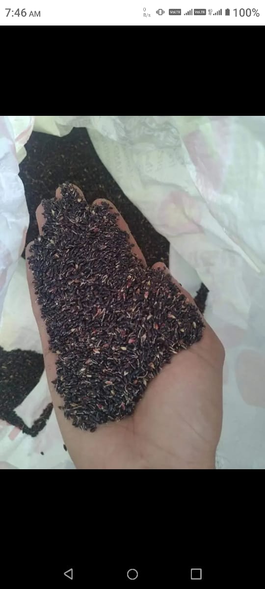 COFS 29 Seed 100 Gram