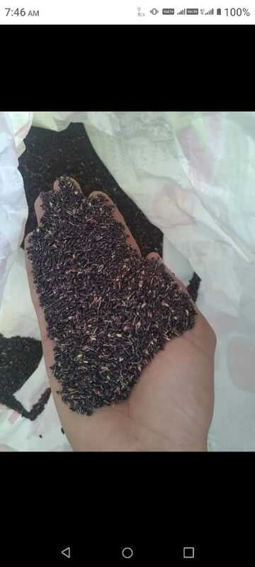 COFS 29 Seed 100 Gram