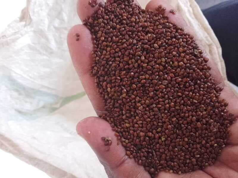 வேலிமசால் விதை | Vellimasal Seed 250 Gram