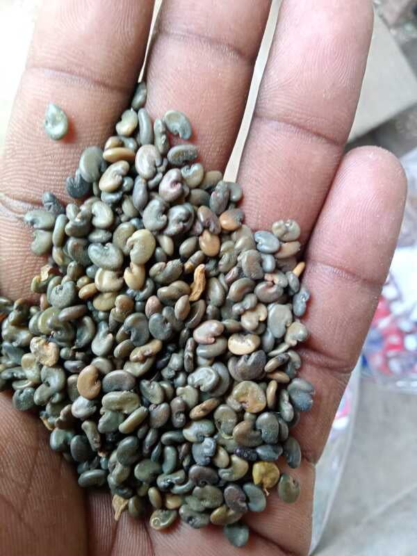 சணப்பு விதை 250 Gram | Sanappu Vithai 250 Gram