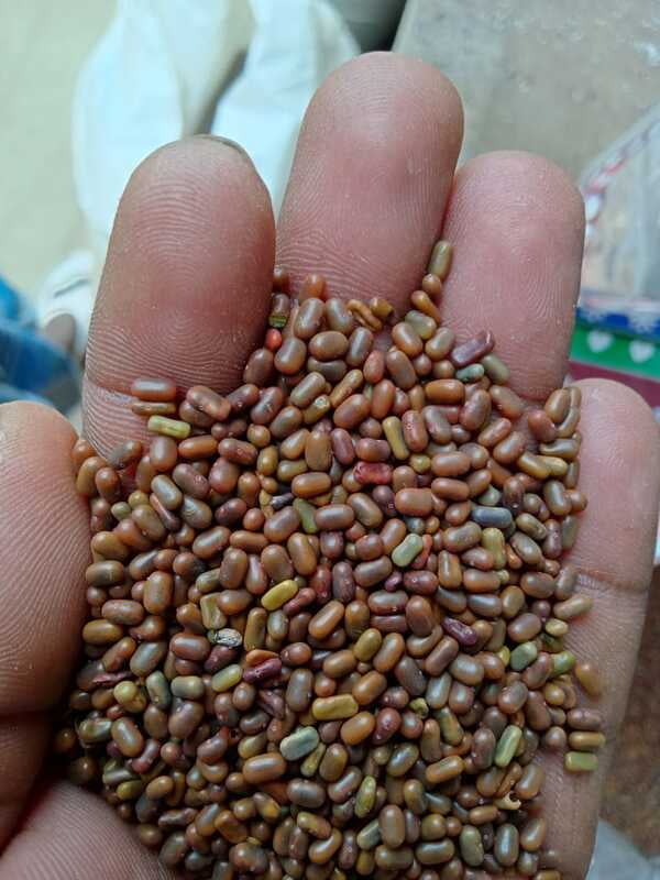 தக்கைப்பூண்டு விதை 250 Gram| hakkapoondu Seed 250 Gram