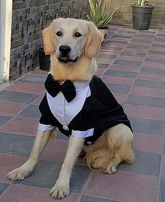 BLACK TUXEDO