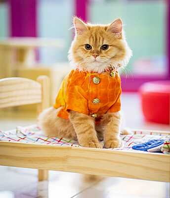 YELLOW ORANGE BANDGALA