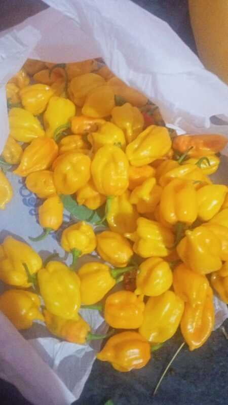Ghee Chilli Yellow | நெய் மிளகாய் மஞ்சள்