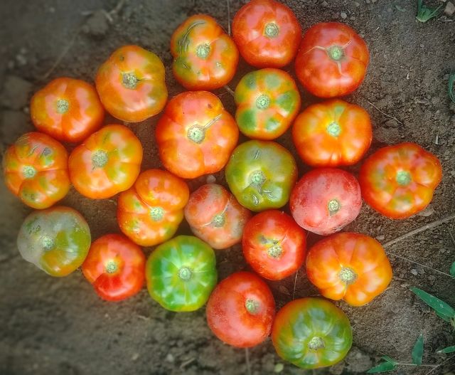 Periyakulam kundu Tomotto ( பெரியகுளம் குண்டு தக்காளி )