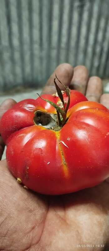 Red Pumbkin Tomato | சிகப்பு பூசணி தக்காளி