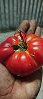 Red Pumbkin Tomato | சிகப்பு பூசணி தக்காளி