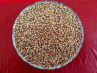 PEARL  KAMBU 1KG   ( குண்டு கம்பு | 1 Kg)